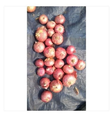 A Grade Maharashtra Extra Large And Crisp Fresh Indian Red Onion With Nice Pungency