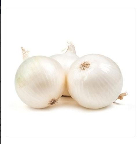 No Color Added Fresh White Onion Noval With Excellent Medicinal Value