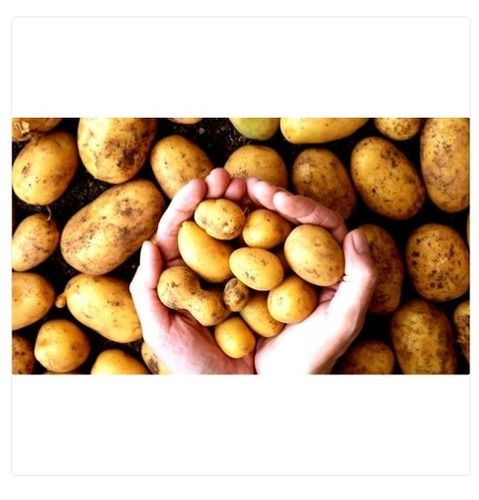 High In Starch And Low In Protein Regular A Grade Fresh Potatoes With Highly Nutritious 