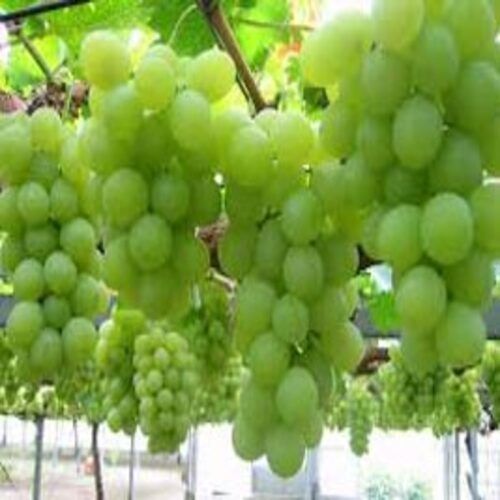Juicy Rich Delicious Natural Fine Taste Healthy Organic Fresh Green Grapes