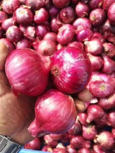 Red Onion 