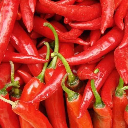 Hot Spicy Natural Taste No Artificial Color Fresh Red Chilli