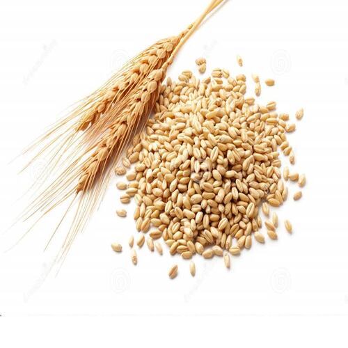 Rich Natural Delicious Taste Chemical Free Healthy Brown Wheat Seeds