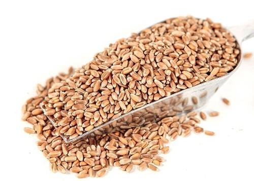 Dietary Fiber And Calcium Rich Pure Fresh And Organic Loose Wheat