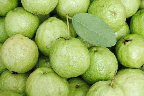 Export Quality Wholesale Price Natural Fresh Hybird Round Guava with Source of vitamins C and B6