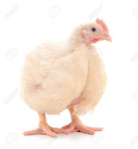 Free From Disease Grow Quickly And Easily White Broiler Poultry Farm Chicks Gender: Both