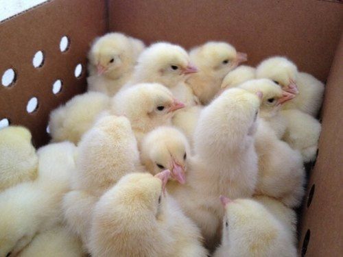 Free From Disease Low Fat Easy To Digest Two Leg Type White Poultry Farm Chicks Gender: Both