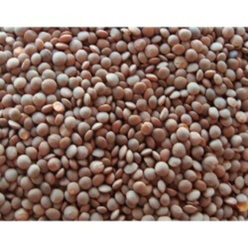 High Protein Rich Natural Taste Easy To Cook Dried Brown Lentil Grain Size: Standard