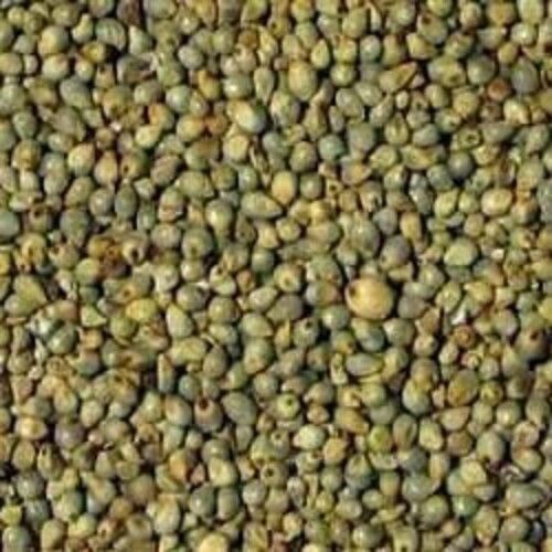 Long Shelf Life Natural Taste Chemical Free Healthy Green Pearl Millet Seeds