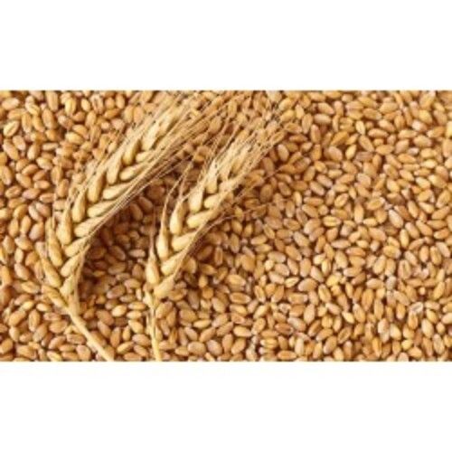 Organic Rich Natural Delicious Taste Chemical Free Healthy Brown Wheat Seeds