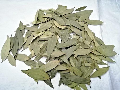 Fresh 100% Pure Organic Nature Tej Patta Leaves For Spice, Cooking And Medical Industry 