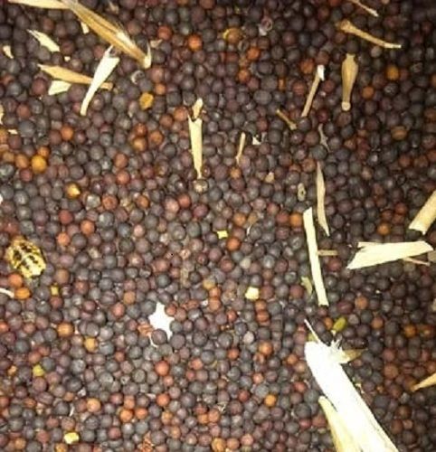 100% Pure And Organic Black Mustard Seed Without Added Colors Admixture (%): 12%