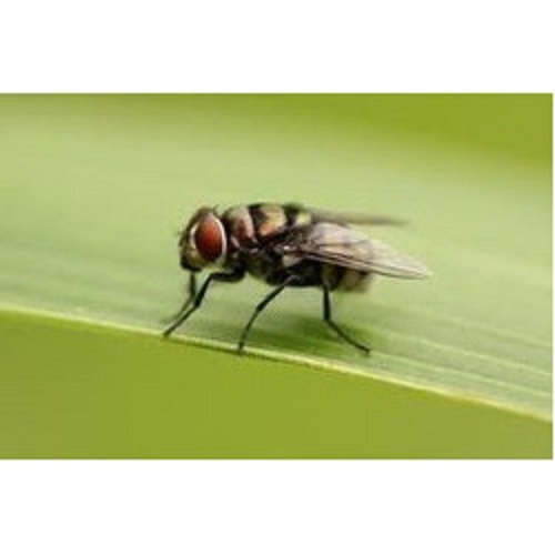 Fly Control Services By Bug Buster Pest Management Services Pvt.Ltd.