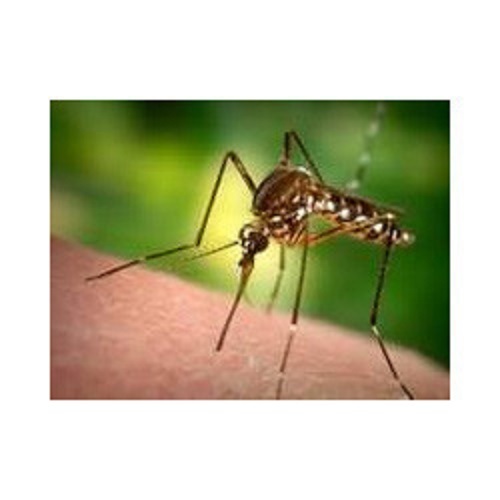 Mosquito Control Service By Bug Buster Pest Management Services Pvt.Ltd.