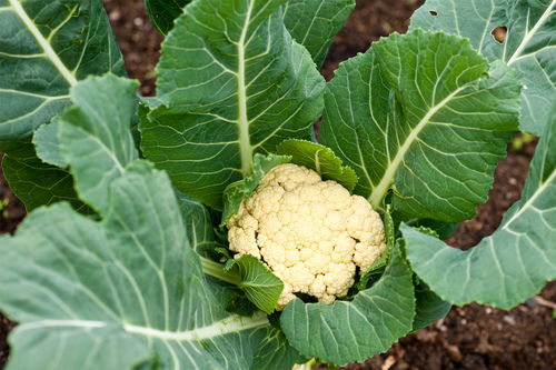 Natural Taste No Artificial Color Rich Aroma Healthy And Nutritious Fresh Cauliflower