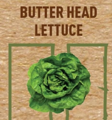 Organically Grown Nutrition Enriched Hydroponics Green Butterhead Lettuce
