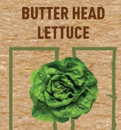 Leaf Organically Grown Nutrition Enriched Hydroponics Green Butterhead Lettuce