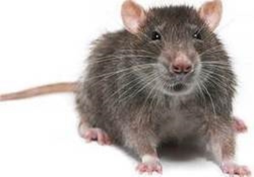 Rodents Control Service By Bug Buster Pest Management Services Pvt.Ltd.