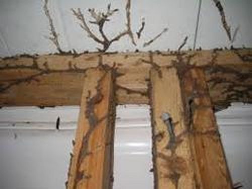 Termite Control Service By Bug Buster Pest Management Services Pvt.Ltd.