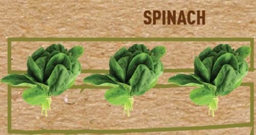 A Grade Pesticide-Free Nutrition Enriched Fresh Green Spinach Vegetables