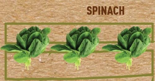 Leaf A Grade Pesticide-Free Nutrition Enriched Fresh Green Spinach Vegetables