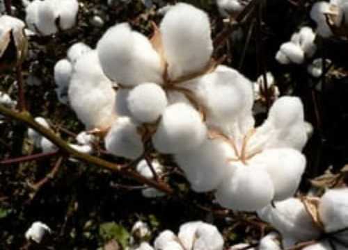 Bulk Supply 100% Organic Clean Raw Cotton For Textile Industry