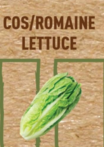 Organic And Fresh Nutrition Enriched Green Pesticide-Free Romaine Lettuce