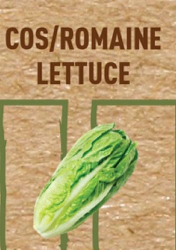 Organic And Fresh Nutrition Enriched Green Pesticide-free Romaine Lettuce