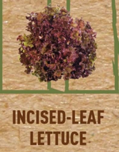 Organically Grown Hydroponics Dark Red Incised Eazyleaf Lettuce Vegetables
