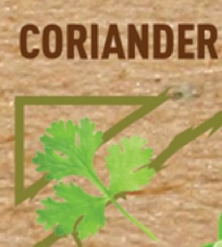 Pesticide-Free Nutrition Enriched Green Coriander Leaves Vegetables Shelf Life: 2-3 Days