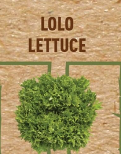 Pesticide-Free Nutrition Enriched Green Lolo Lettuce Vegetables