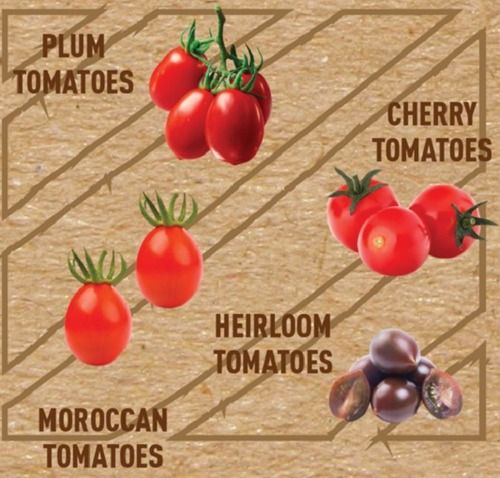 Round Pesticide-Free Organically Grown Healthy And Fresh Tomatoes Vegetables