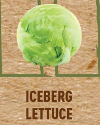 Pure Healthy Fresh And Organically Grown Green Lettuce Iceberg Vegetables 