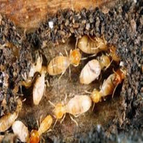 Termite Pest Control Service By Liveazy Service Private Limited