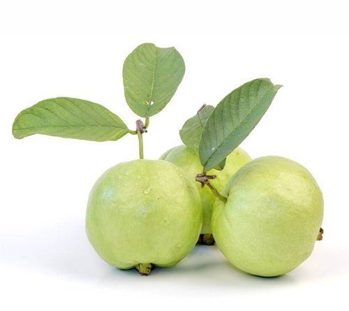 Indian Origin A Grade, And Rich Taste Organic Guava With High Nutritious Value