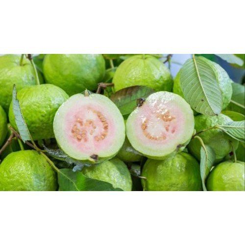 Indian Origin, Rich Taste Green Color Fresh Guava With High Nutritious