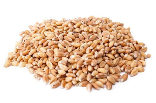 100% Natural and Indian Organic Wheat without Added Color