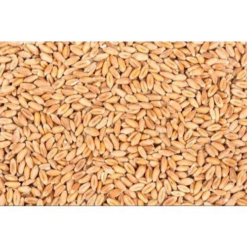 100% Natural and Organic 50kg High in Protein Indian Brown Organic Wheat