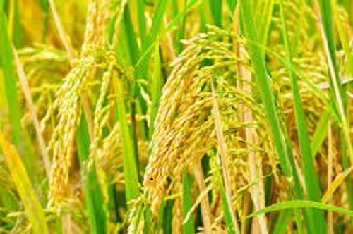 100% Natural Pure And Organic Harvesting Green Paddy Rice Which Improves Nervous System Health Broken (%): No