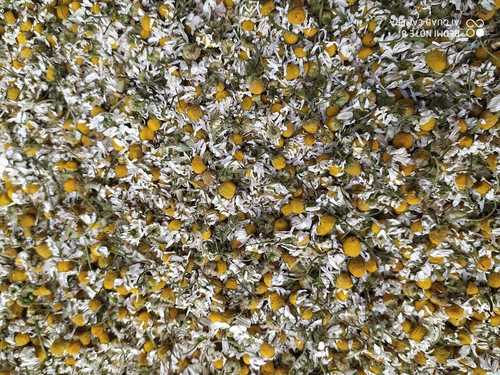 Chamomile Flower Plants With Yellow White Color And Natural Aroma