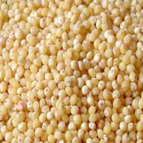Long Shelf Life Chemical Free Natural Taste Healthy Millet Seeds