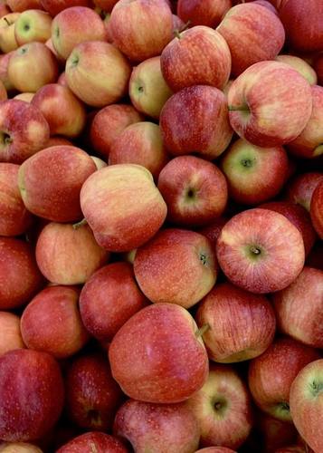 Wholesale Price Export Quality Healthy Fresh Red Apple With High Nutrients