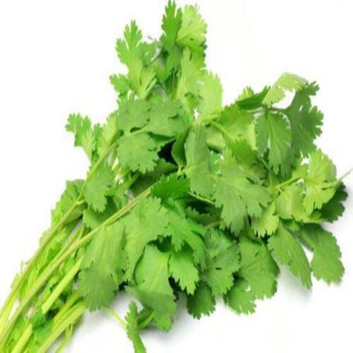 High Efficiency Good Fragrance Healthy Natural Rich Taste Green Fresh Coriander Leaves