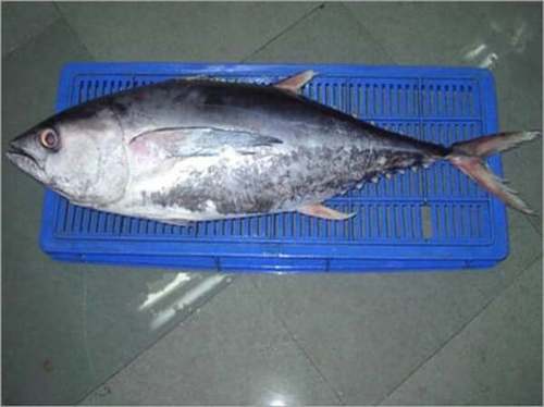 Horse Mackerel Fish With Good Source Of Minerals And Vitamin B12, Omega-3 Fatty Acid