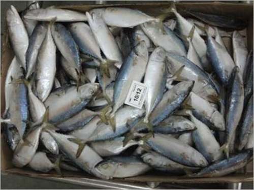 हाइजीनिक रूप से विटामिन, मिनरल्स और ओमेगा-3 फैटी एसिड से भरपूर ताजा सार्डिन मछली