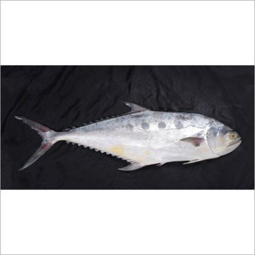 Queen Fish Leather Skin Fish With High Protein And Rich In Nutrients Low In Calories