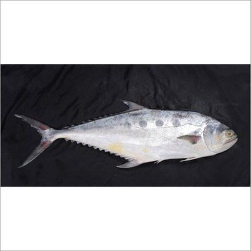 Queen Fish Leather Skin Fish With High Protein And Rich In Nutrients Low In Calories Packaging: Drum