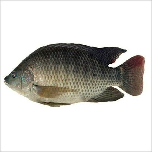 Rich In Taste High In Nutritional Valve Delicious Fresh Talapia Fish With Excellent Protection Against Disease