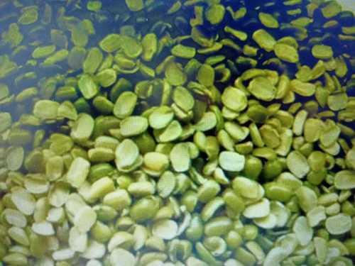 Green 100% Natural And Organic Moong Dal Without Added Artificial Color