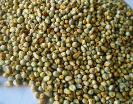 100% Unadulterated Gluten Free Green Millet With 12 Months Of Shelf Life